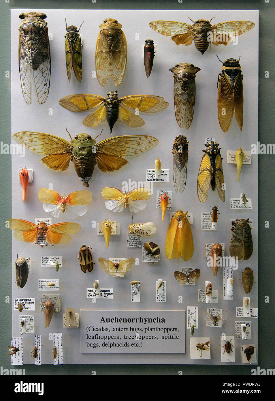 Auchenorrhyncha Cicadas Lantem bugs planthoppers leafhoppers treehoppers spittle bugs delphacids Beetle cockchafer museum Stock Photo