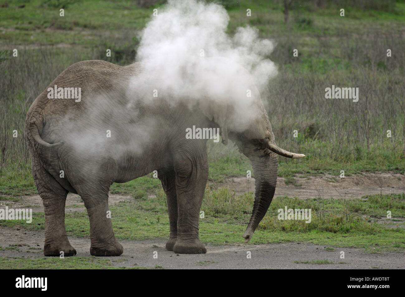 African Elephant covered in dust while having a dust bath on the