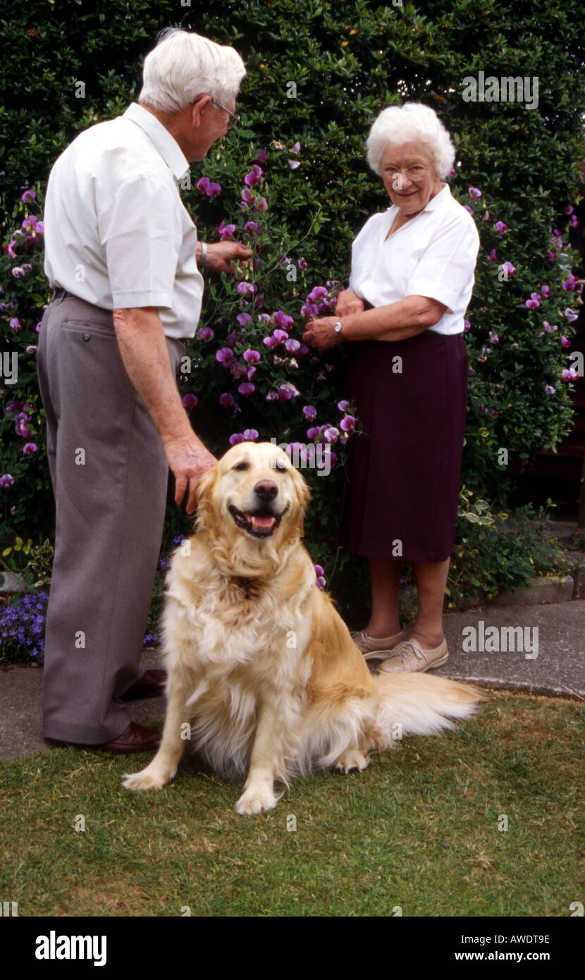 Senior golden retriever hi-res stock photography and images - Alamy