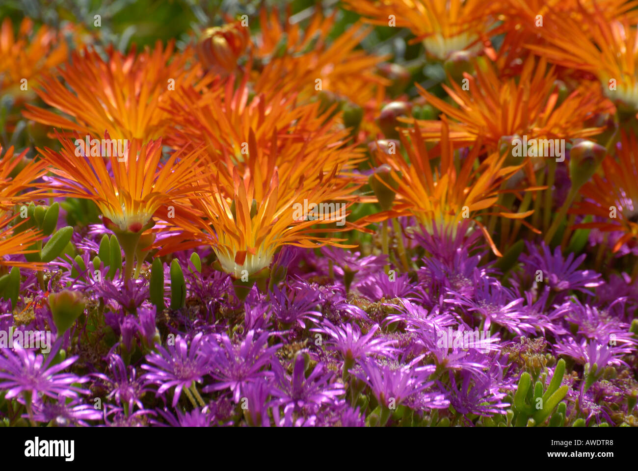 Mass of purple and orange vygie lampranthus flowers in the Karoo Desert Garden Worcester South Africa Stock Photo