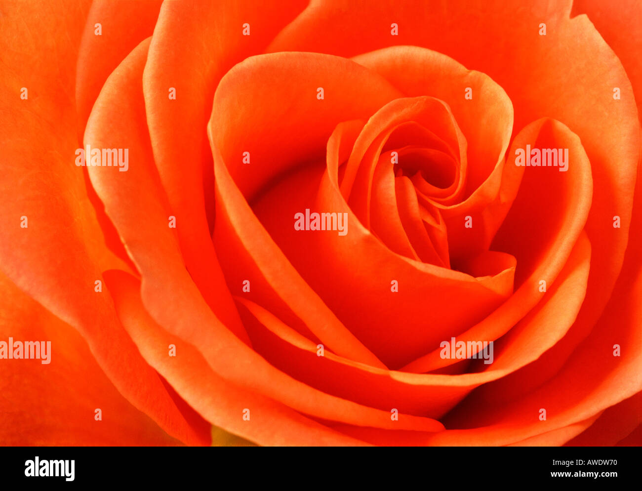 Orange Rose close-up Stock Photo
