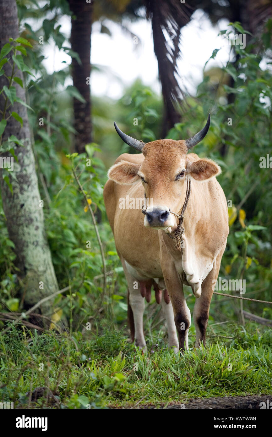 Family milk cow breed of Bos indicus cattle. Kottayam Kerala south