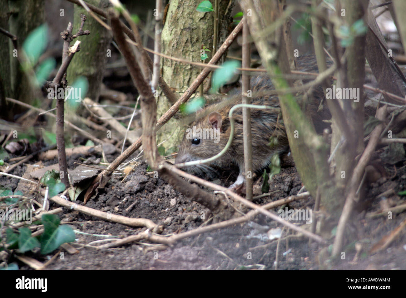 Common rat in the gardenThe brown rat, common rat, Hanover rat, Norway rat, Norwegian rat, or