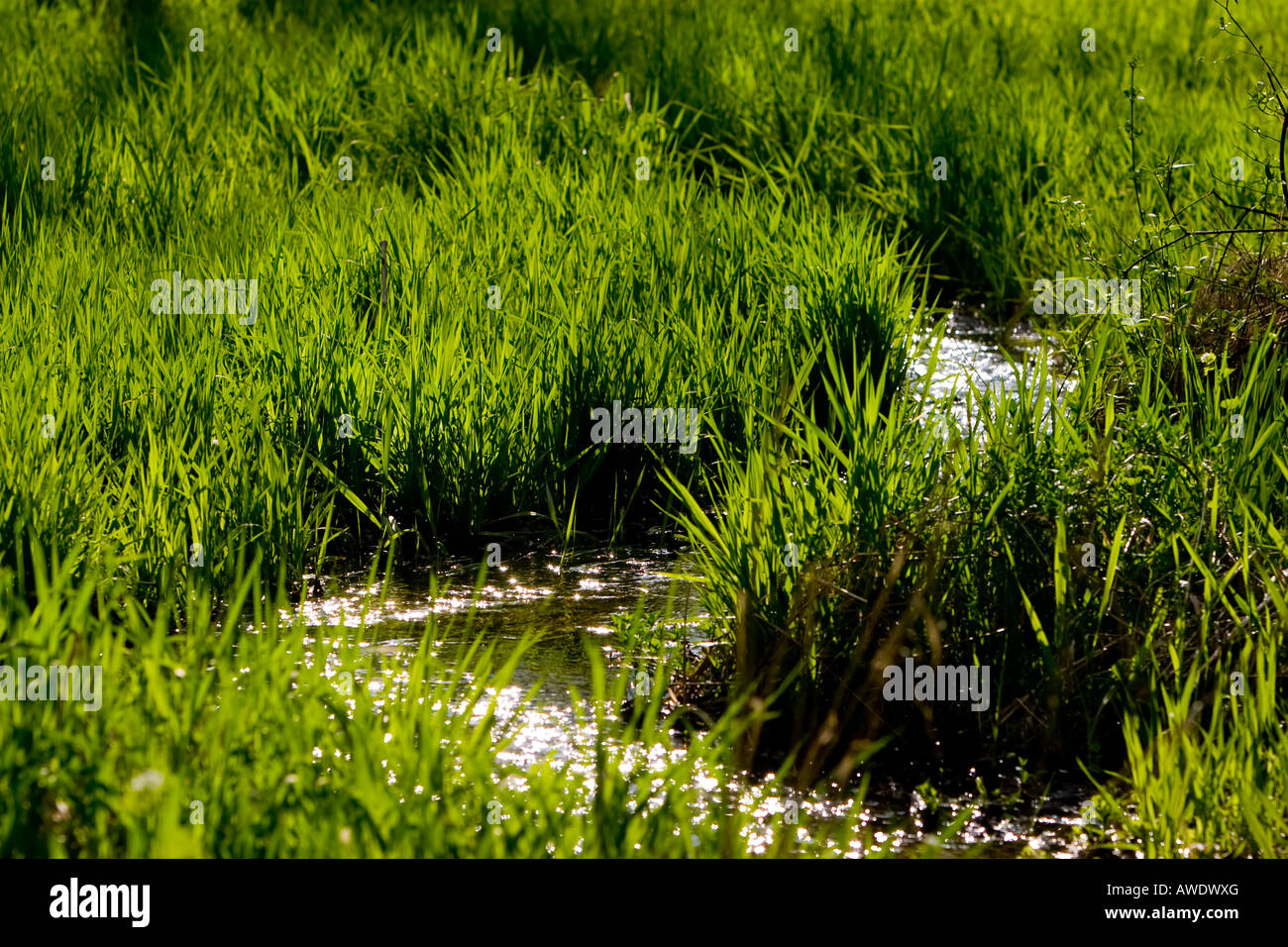 A small stream flows through a meadow in early spring. Stock Photo