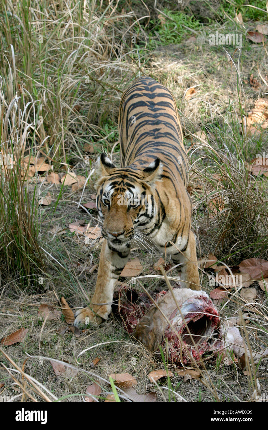 Female tiger, Panthera tigeris, eating spotted dear Kanha National Park, Madhya Pradesh, India Stock Photo