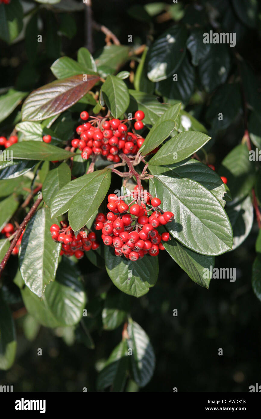 Red berries on a Cotoneaster Stock Photo