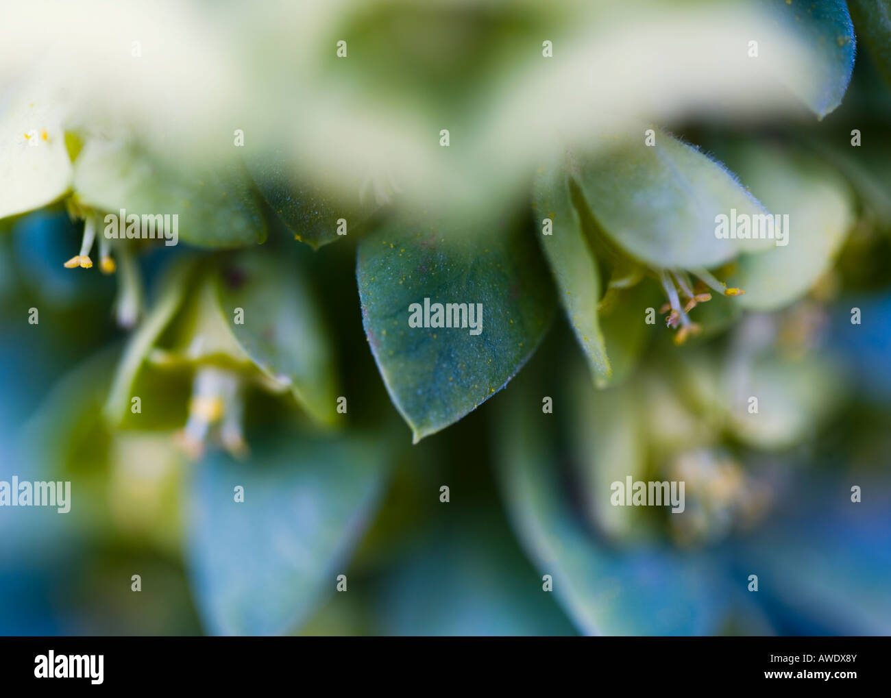 Soft focus macro flower hi-res stock photography and images - Alamy