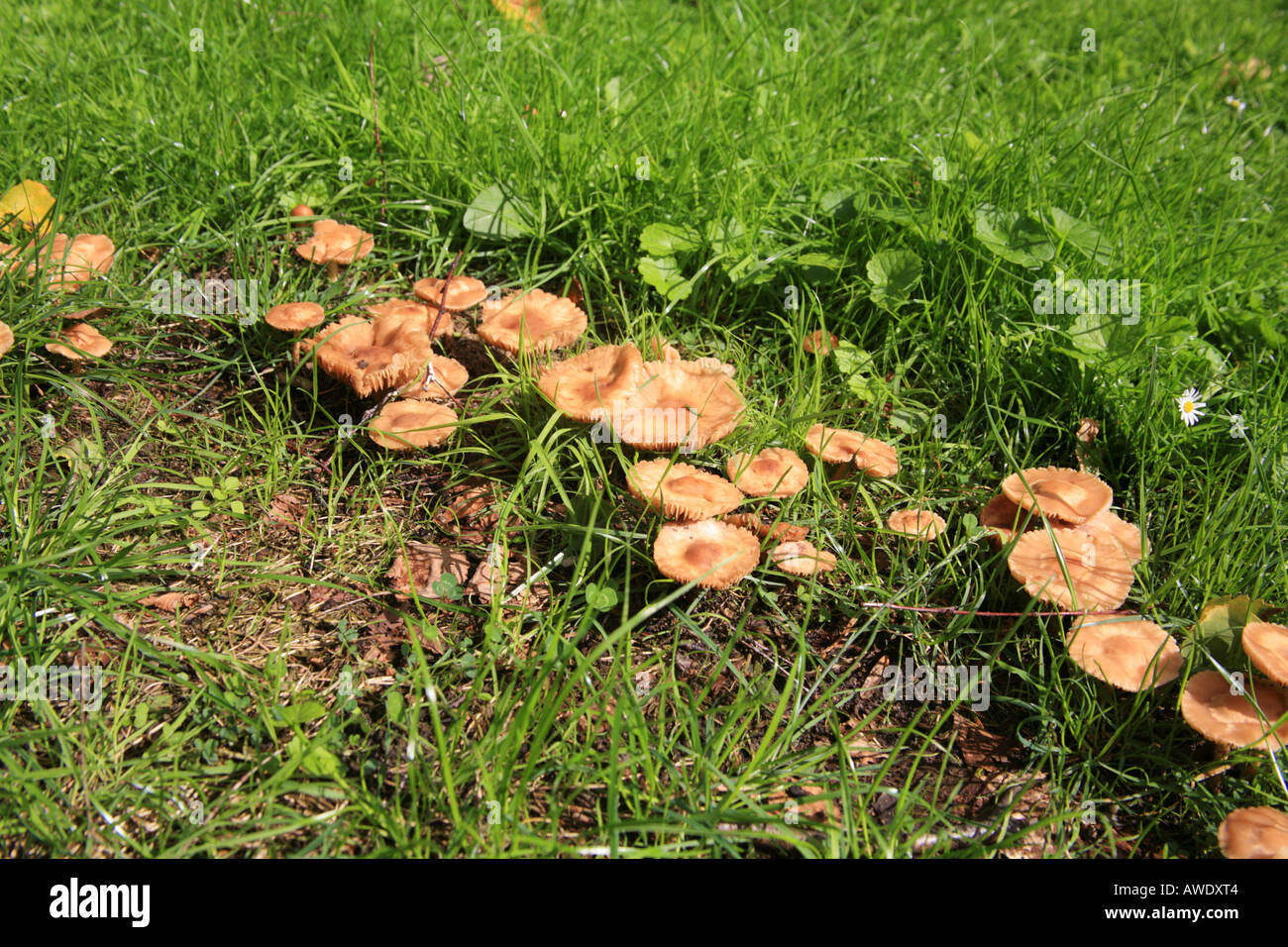 Scotch Bonnet or Fairy Ring Mushroom (Marasmius oreades), Holland Stock Photo