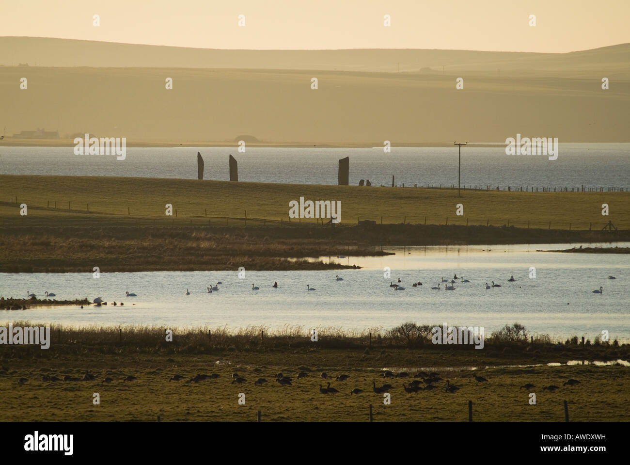 dh Anser greylag flock LOCH OF STENNESS ORKNEY SCOTLAND Birds flying wild geese in field flock autumn group wildlife autumnal Stock Photo