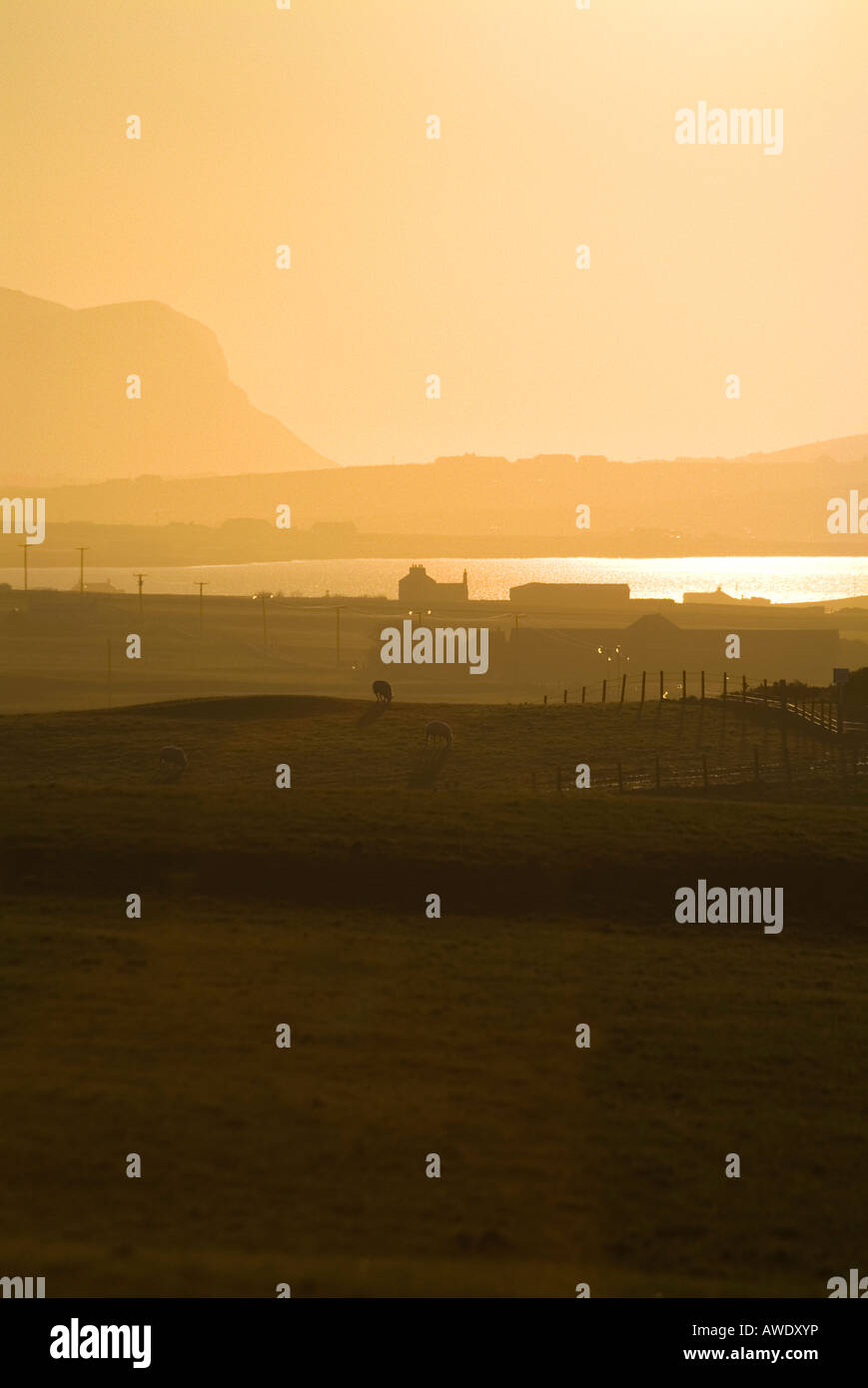 dh Loch of Harray HARRAY ORKNEY Sheep in field orange dusk sunset Stock Photo