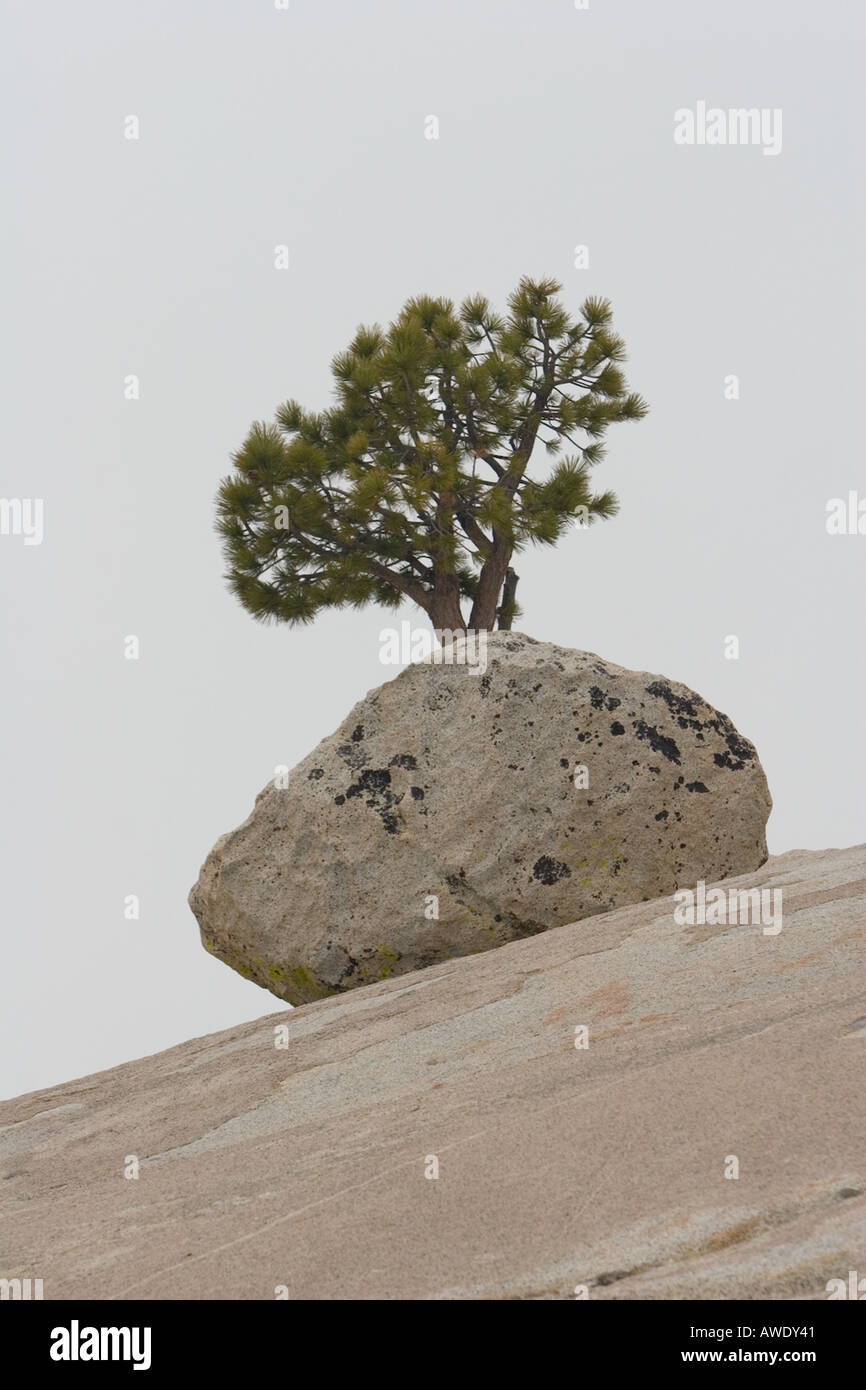 4 pine trees hi-res stock photography and images - Alamy