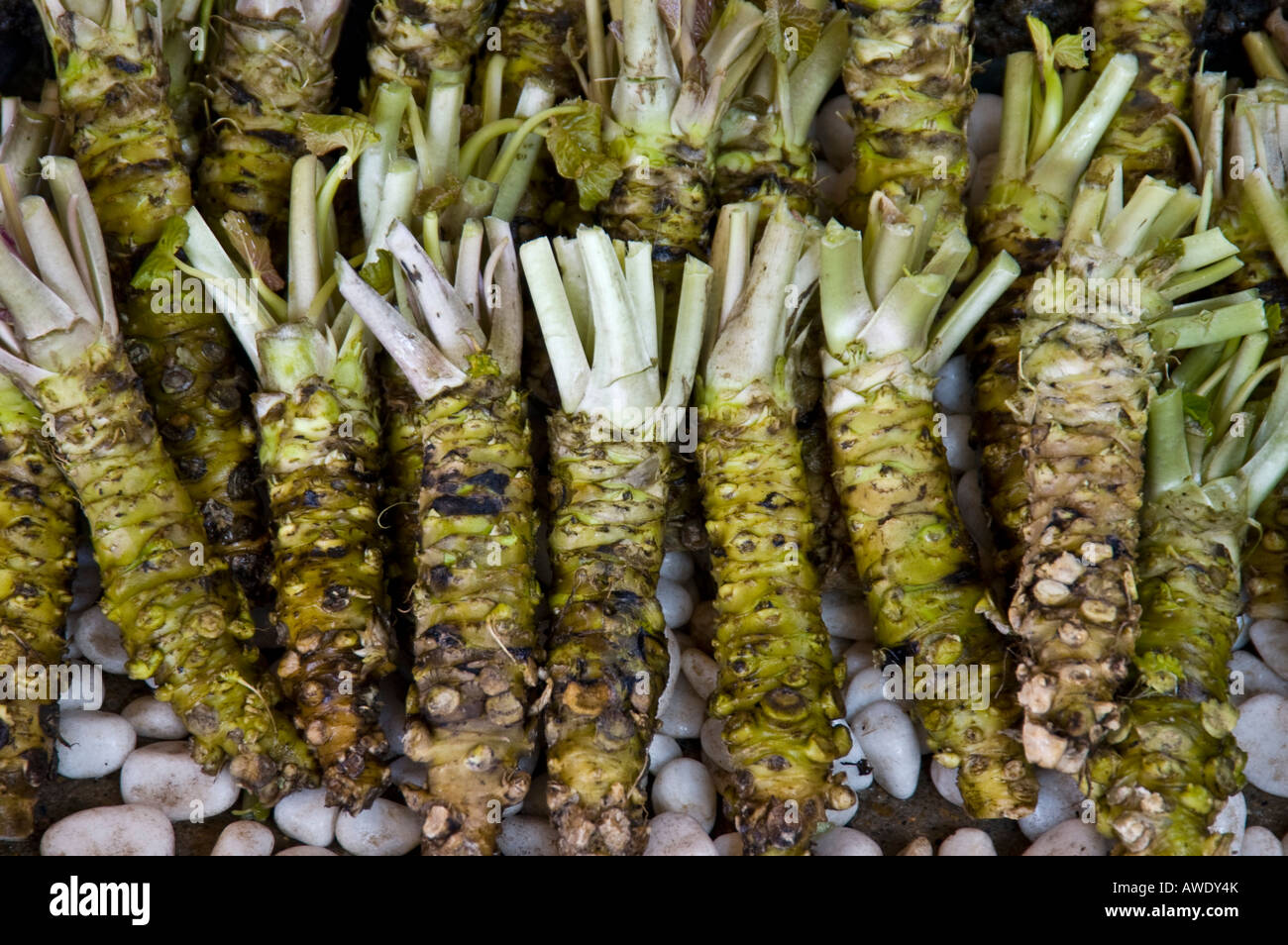 Harvested wasabi roots on display near entrance of Daiho wasabi farm