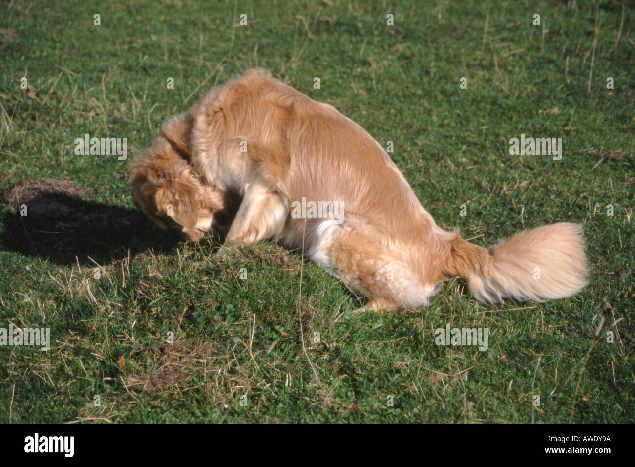 ANIMALS. CANINE BEHAVIOUR. GOLDEN RETRIEVER DEFECATING Stock Photo - Alamy