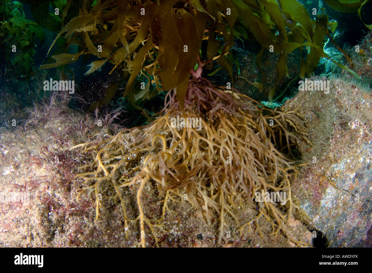 The holdfast is the root system anchoring giant kelp, Macrocystis pyrifera, to the sea floor, Catalina Island, California, USA. Stock Photo