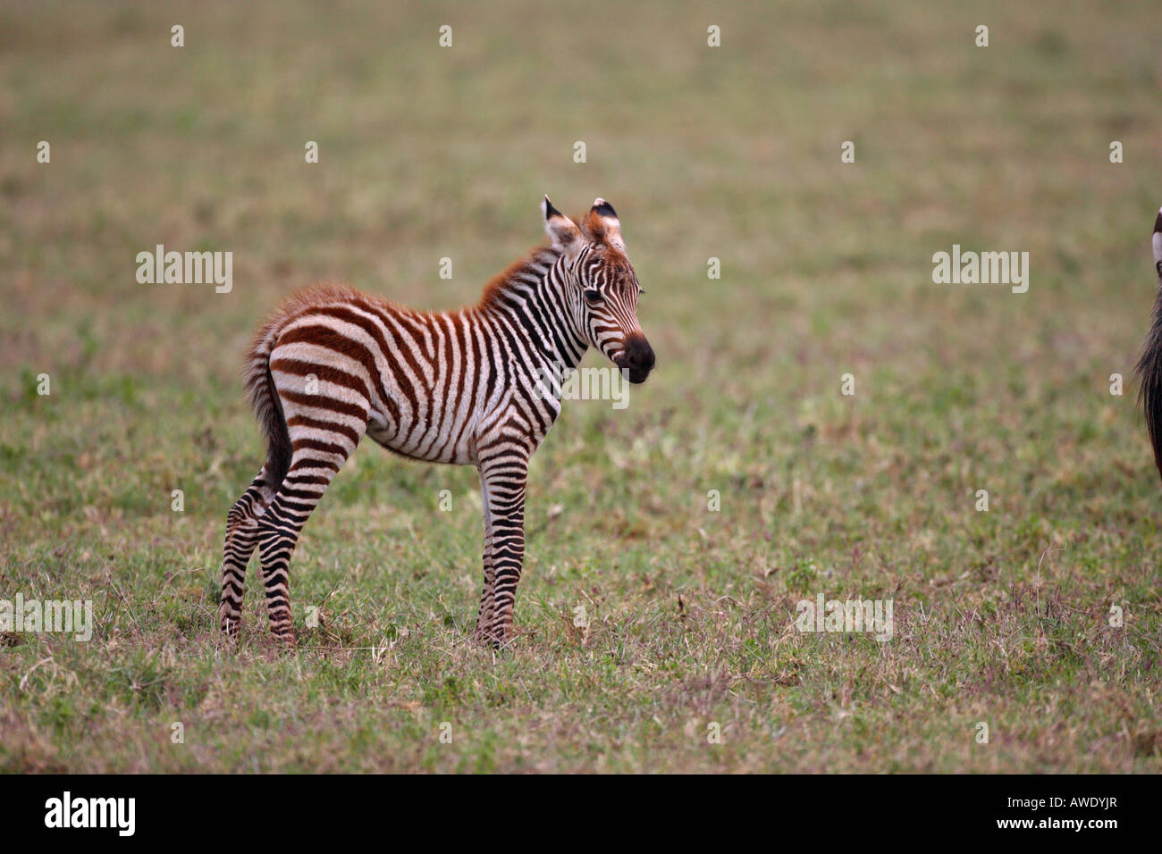 Premium Photo  Zebra foal baby with its long legs