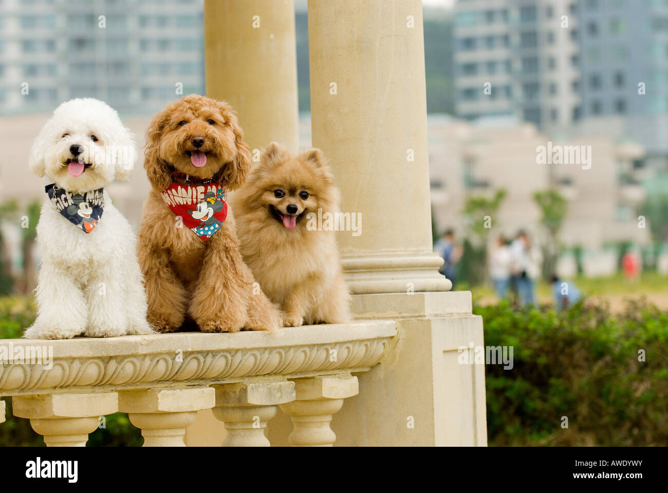 Bichon Frise, Pomeranian and poodle Stock Photo - Alamy