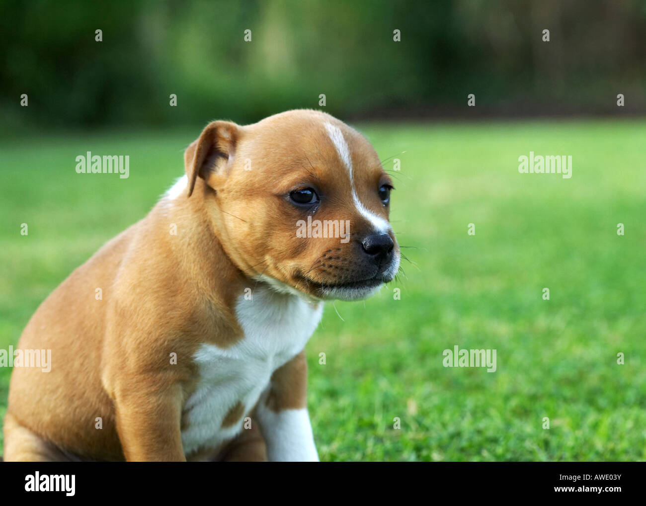 Staffordshire Bull Terrier Stock Photo