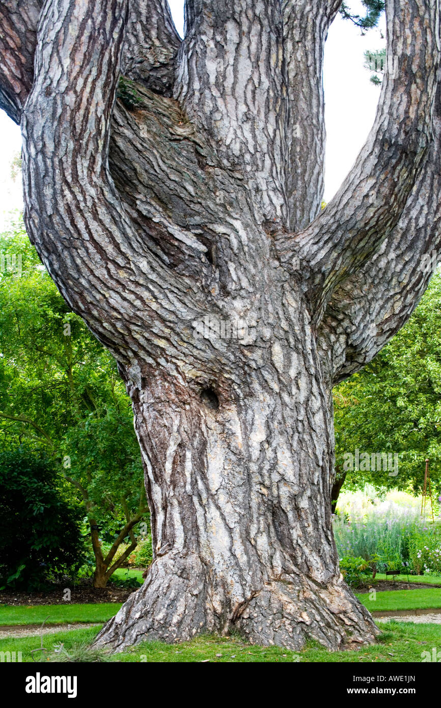 Tree in the Botanic Garden, Oxford, England, UK Stock Photo