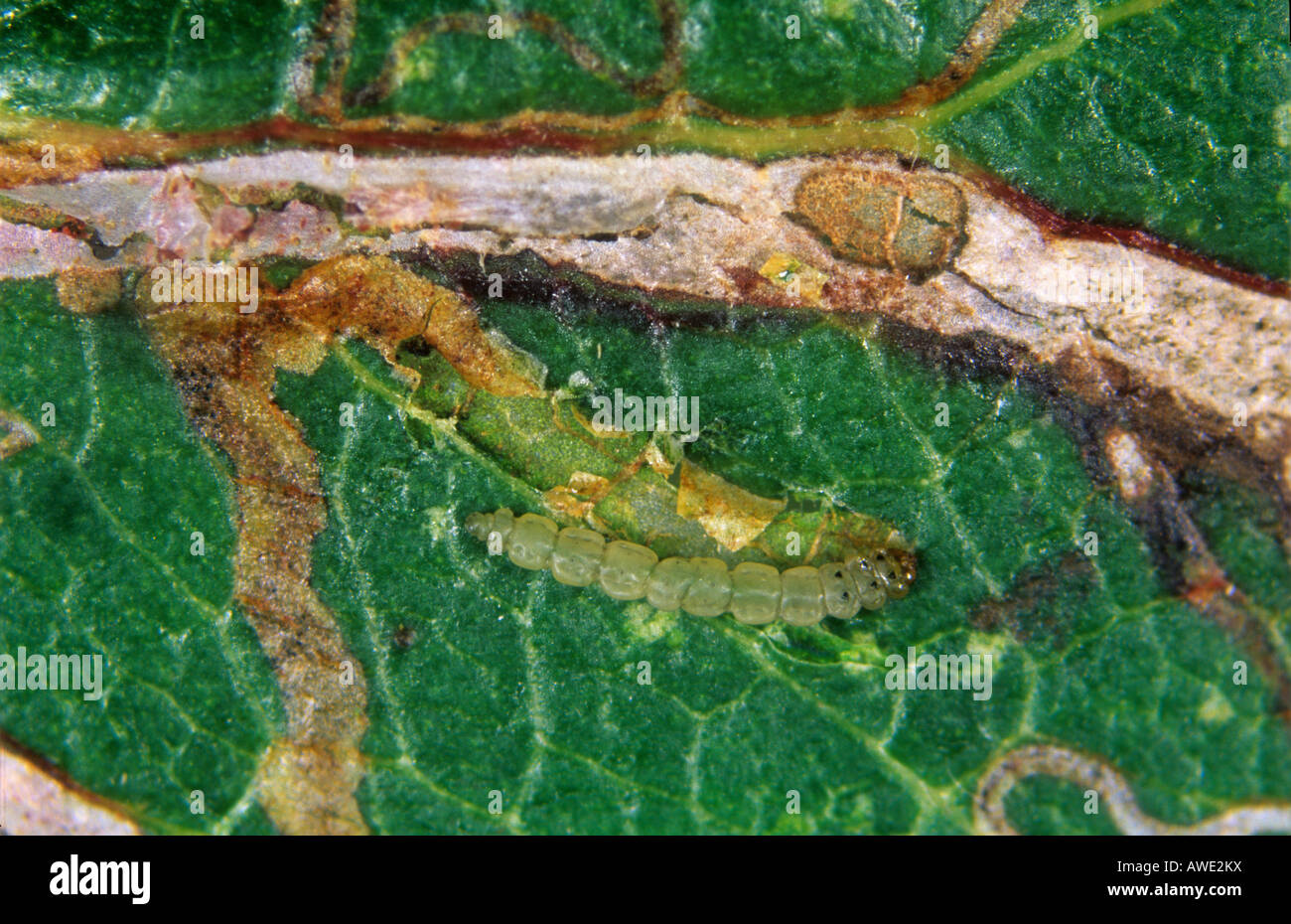Apple leafminer Lyonetia clerkella caterpillar exposed from its leaf mine Stock Photo