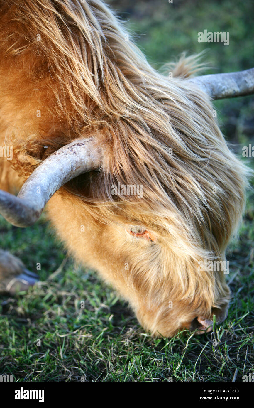 A Highland cow near Aberdeen, Scotland Stock Photo - Alamy