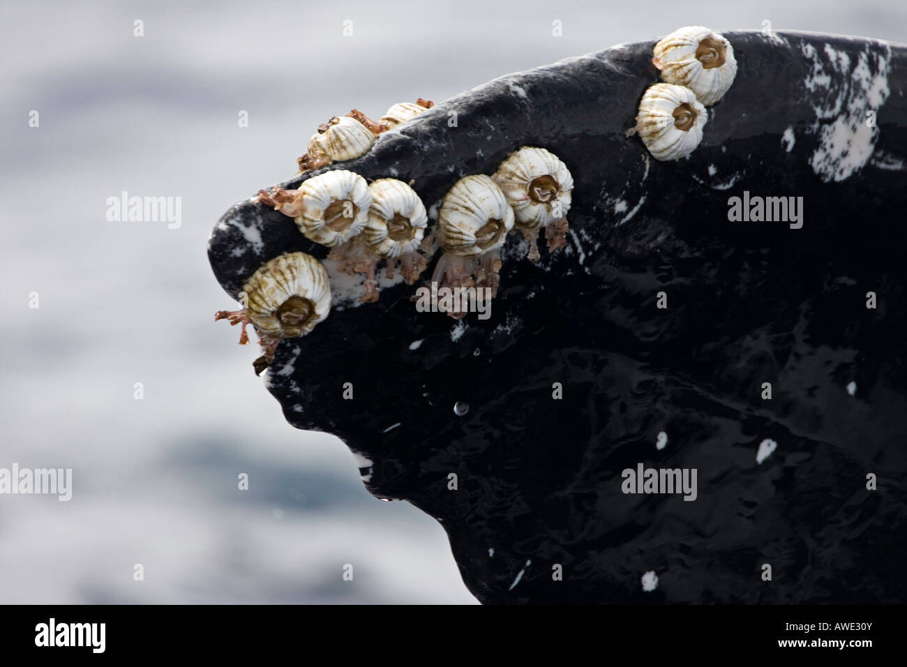Acorn barnacles and goose neck barnacles attached to a humpback whale tail, Megaptera novaeangliae, Hawaii. Stock Photo