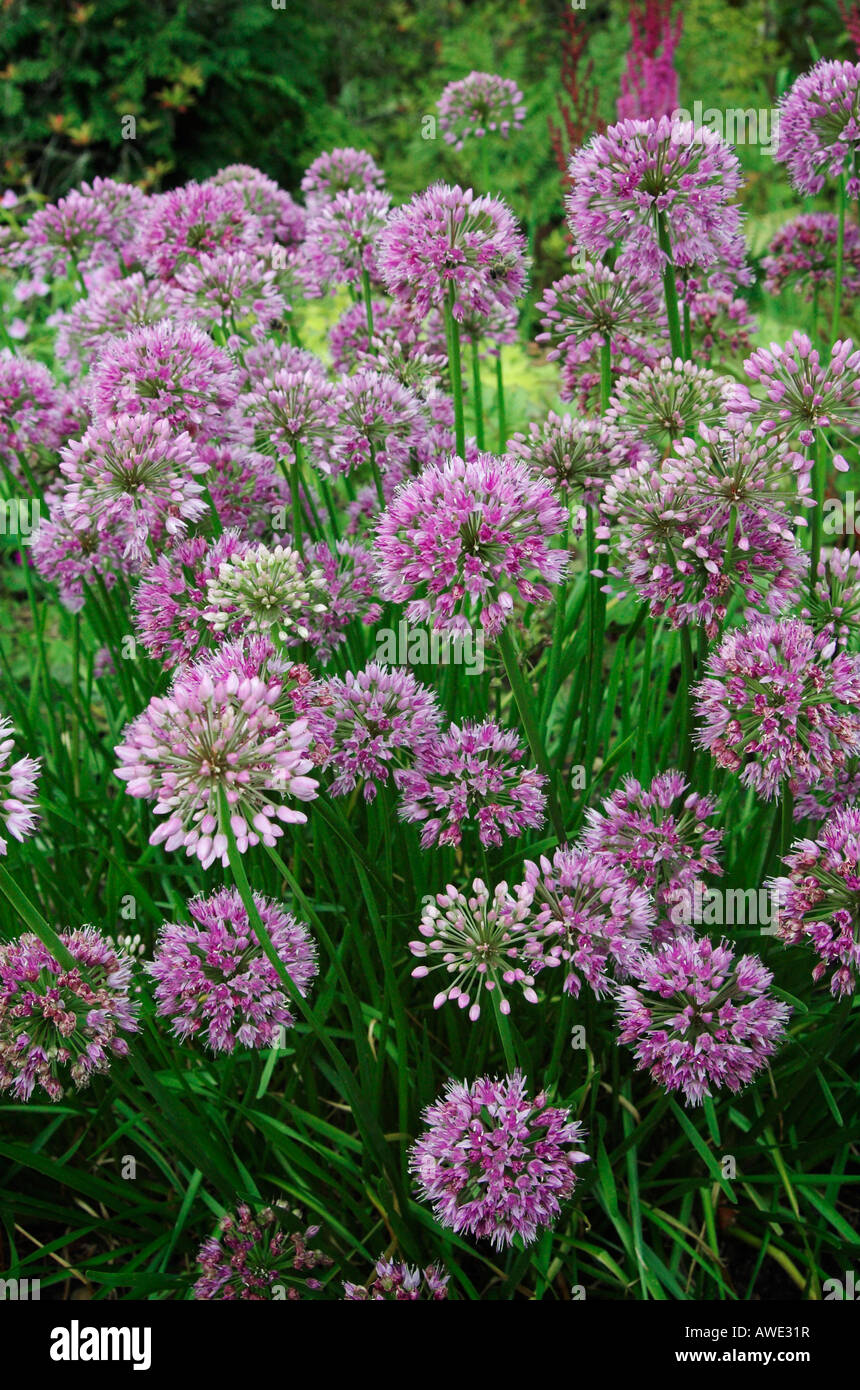 Allium nutans 'Superbum' Stock Photo