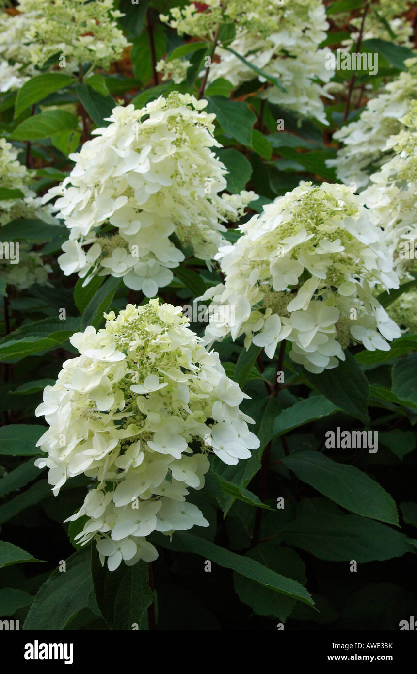 Hydrangea paniculata 'Unique' Stock Photo - Alamy