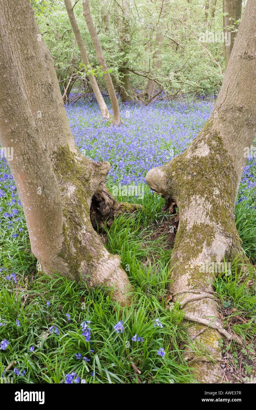 blue bell woods Stock Photo Alamy