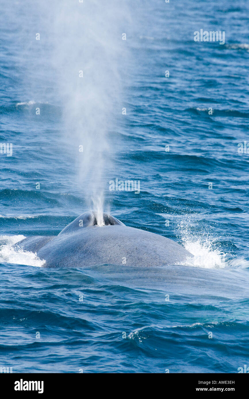 A blue whale, Balaenoptera musculus, surfaces and exhales off the coast of California, USA. Stock Photo