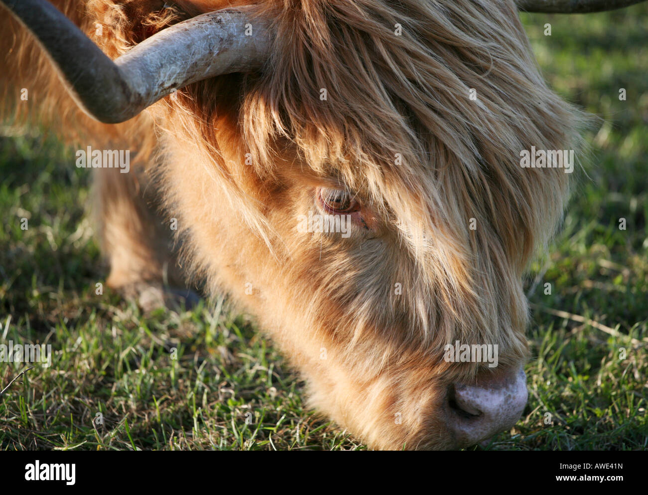 A Highland cow grazing near Aberdeen, Scotland Stock Photo - Alamy