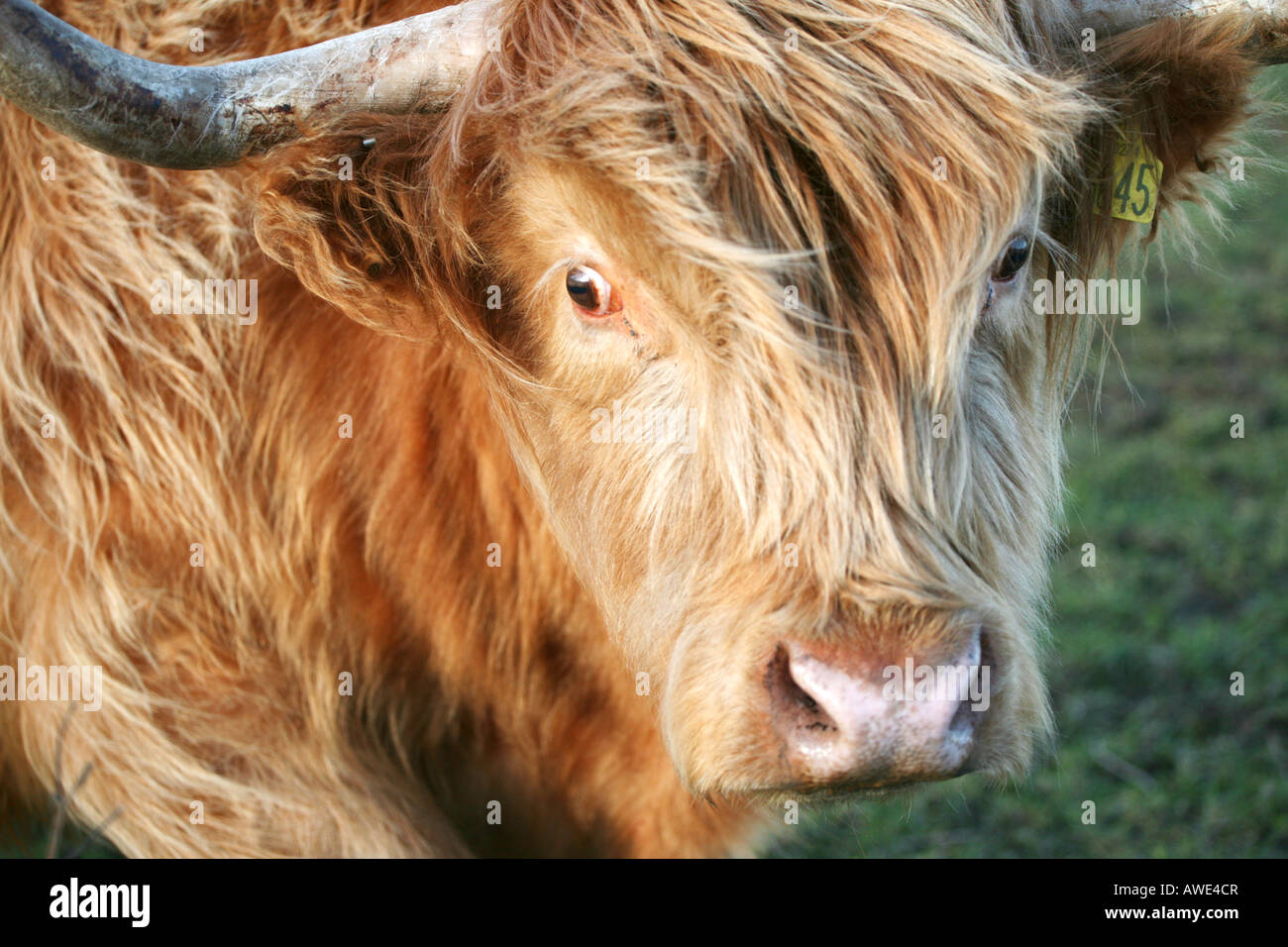 A Highland cow grazing near Aberdeen, Scotland Stock Photo - Alamy