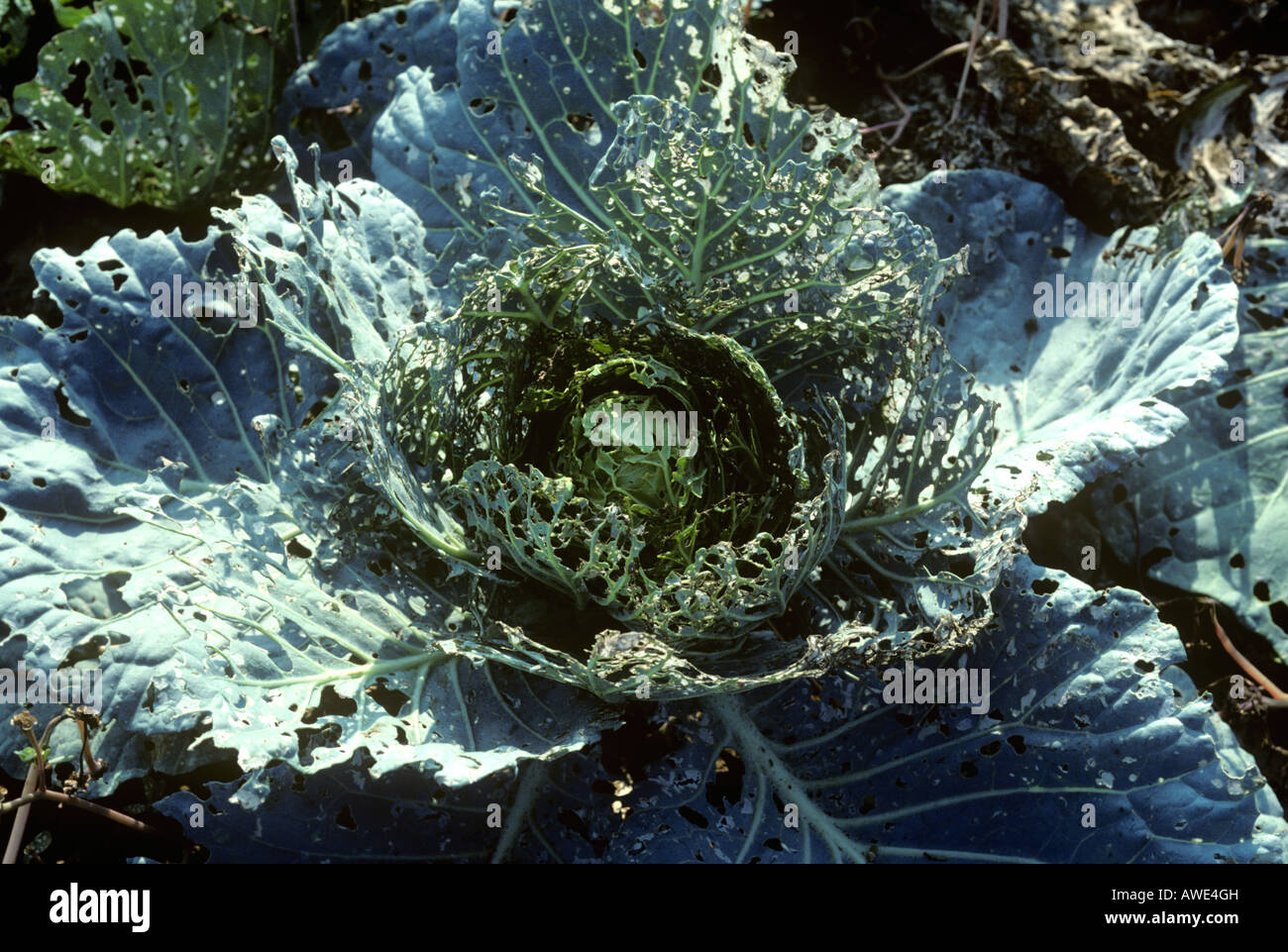 Diamondback moth Plutella xylostella severe damage to a cabbage plant in Thailand Stock Photo