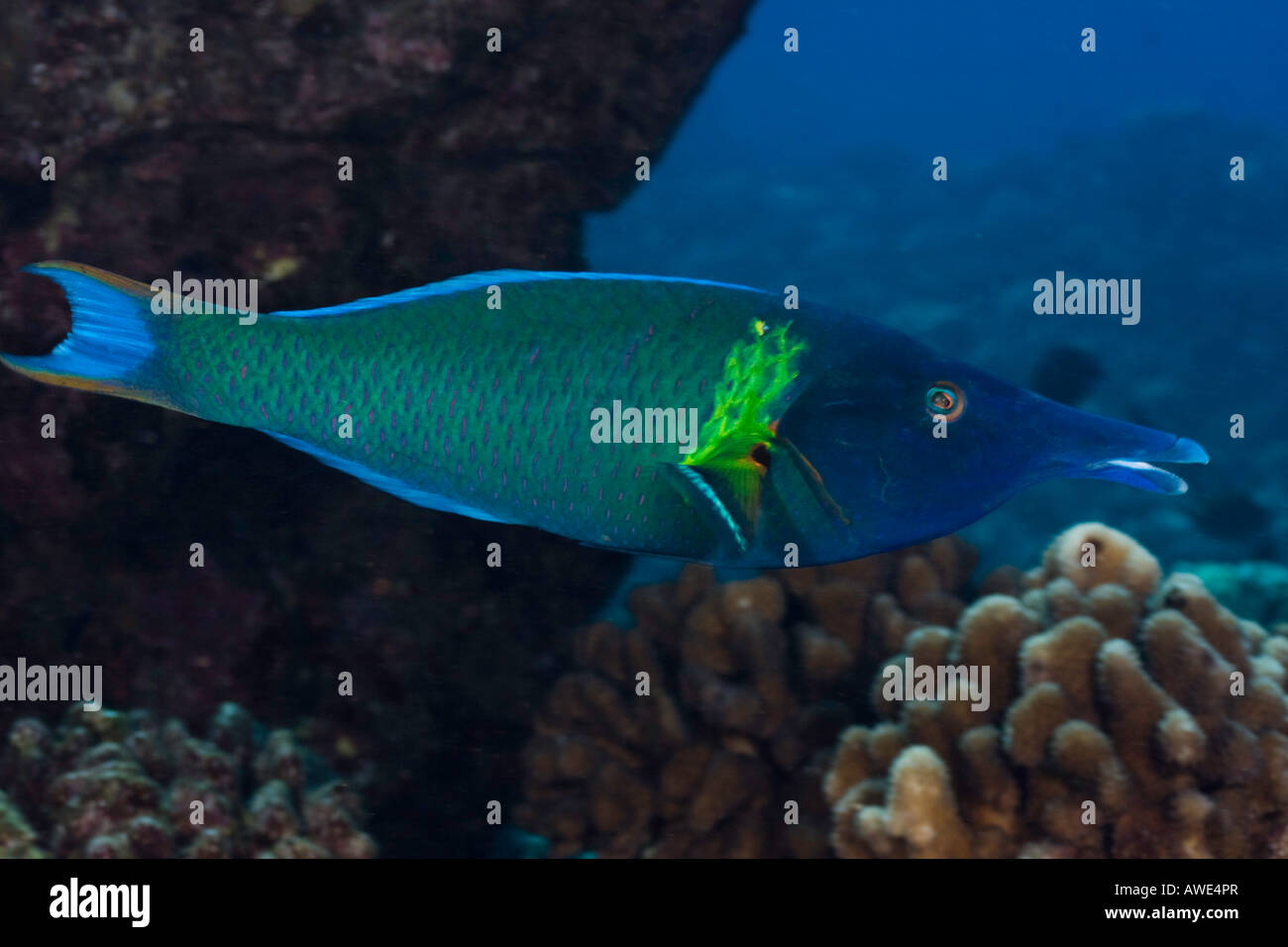 The bird wrasse, Gomphosus varius, is easily identified by it s long curved snout. This individual is a terminal male, Hawaii. Stock Photo