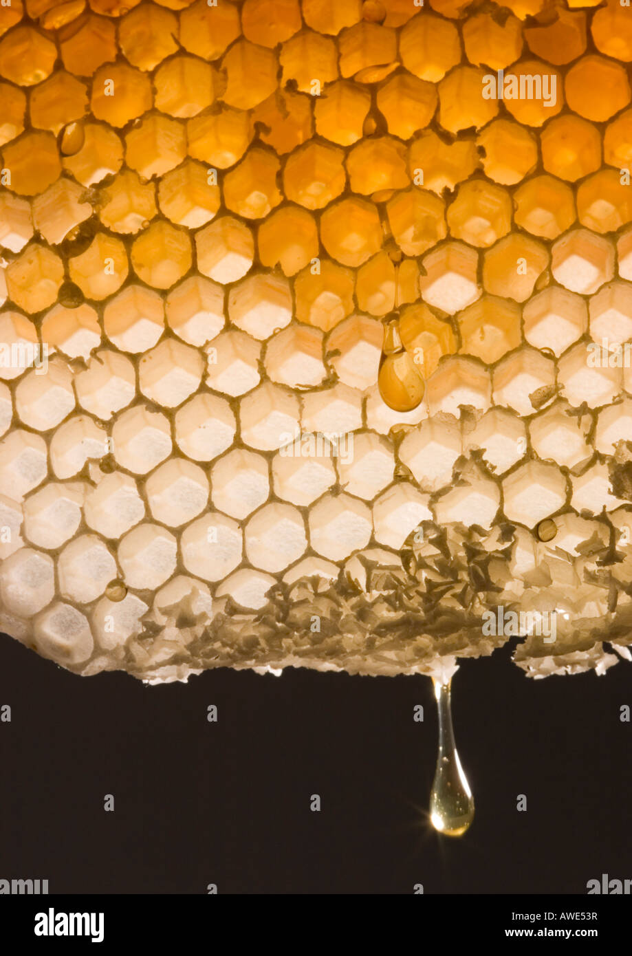 Natural Honeycomb from a Bee Hive with honey dripping from it Stock Photo