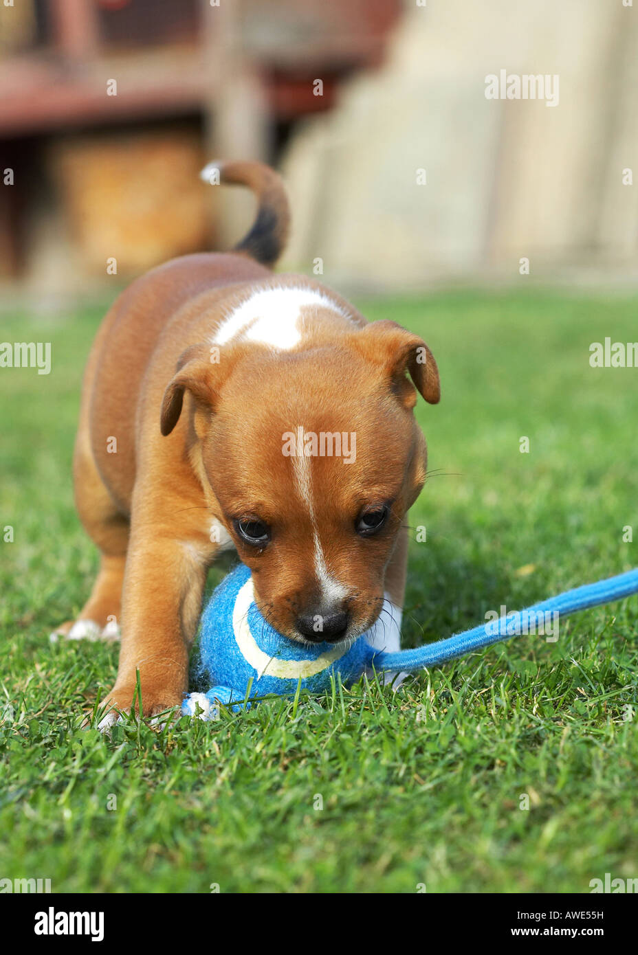 Staffordshire Bull Terrier Stock Photo