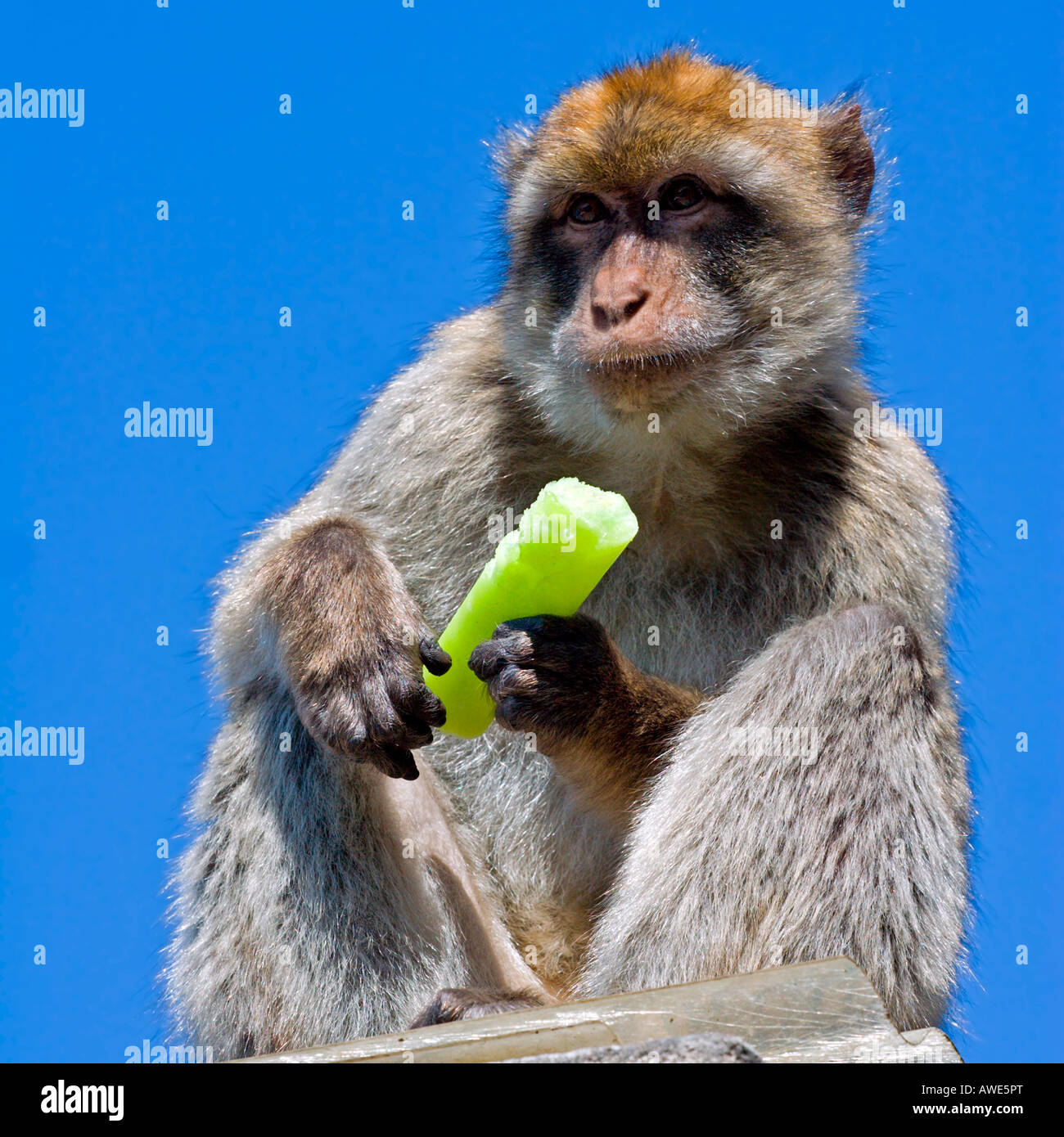 Upper Rock: Stealer Stock Photo - Alamy