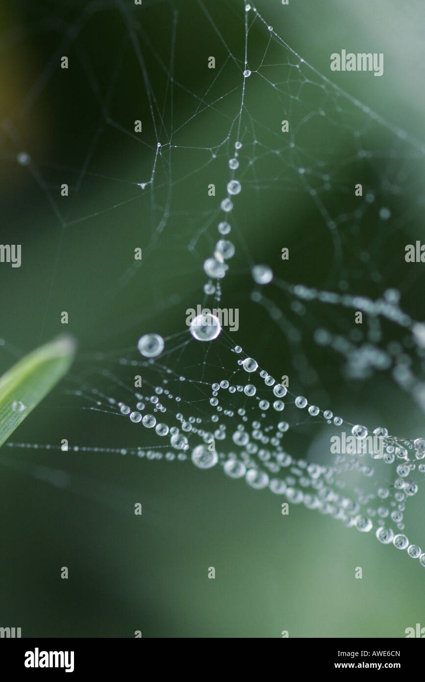 Spider Web Pattern Dew Dew adorns a spiders web Stock Photo - Alamy