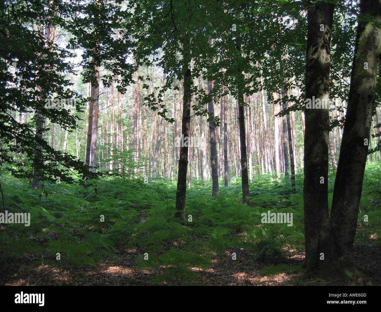 Barbizon france hi-res stock photography and images - Alamy