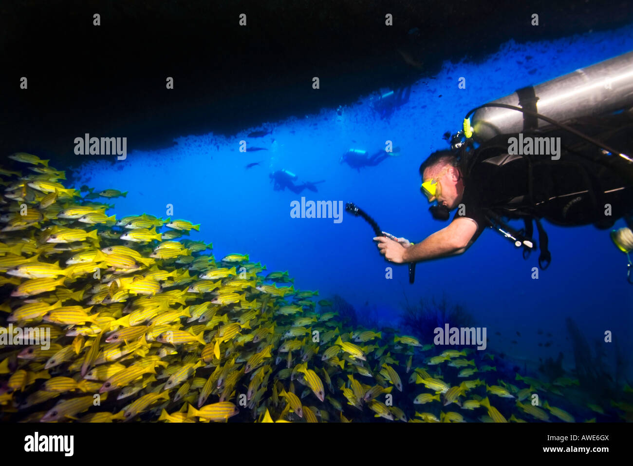 A scuba diver photographs this school of Yellowstripe Snapper fish under an overhang at Kuda Rah Thila in The Maldive Islands. Stock Photo