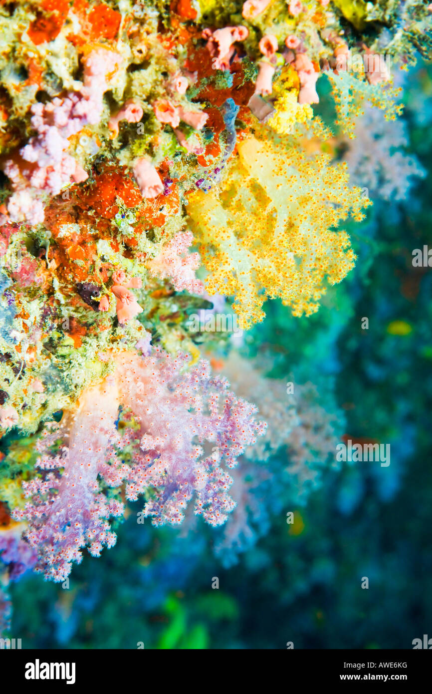 A hanging garden of mult-colored Dendronephthya soft tree corals adorn the reef at Maaya Thila, Ari Atoll in the Maldives. Stock Photo