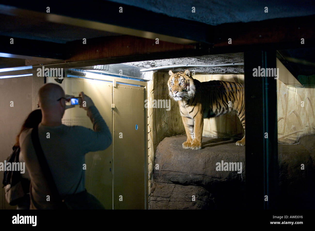 Man is photographing a tiger behind a glass wall Stock Photo