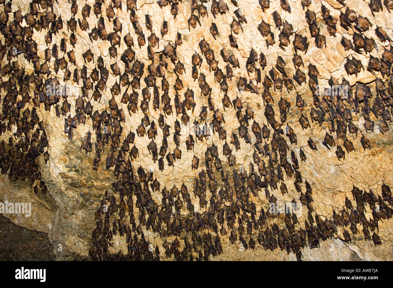 thousands of Asian bats in the cave, wildlife Stock Photo Biology Diagrams