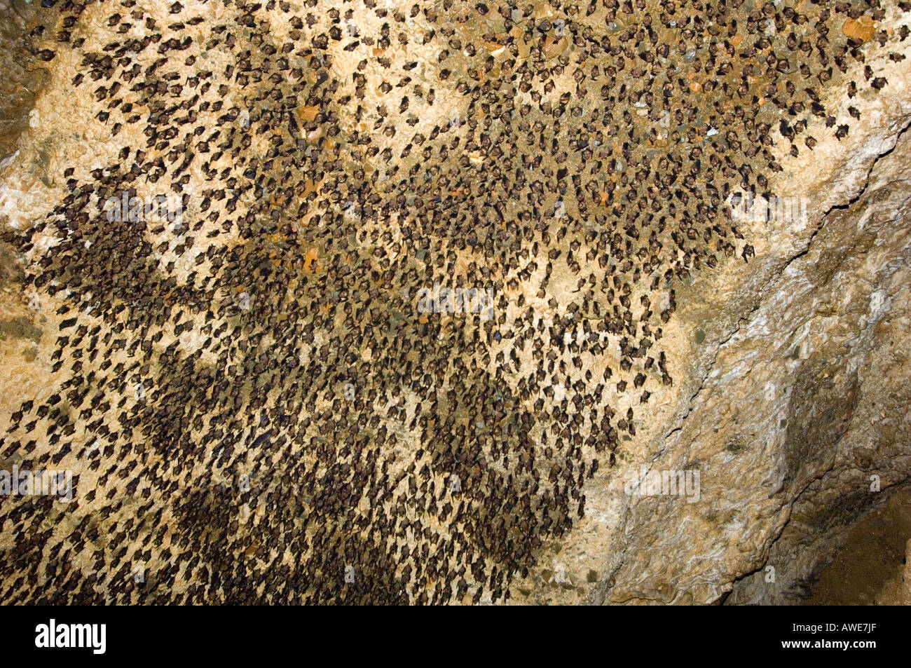 thousands of Asian bats in the cave wildlife Stock Photo Biology Diagrams