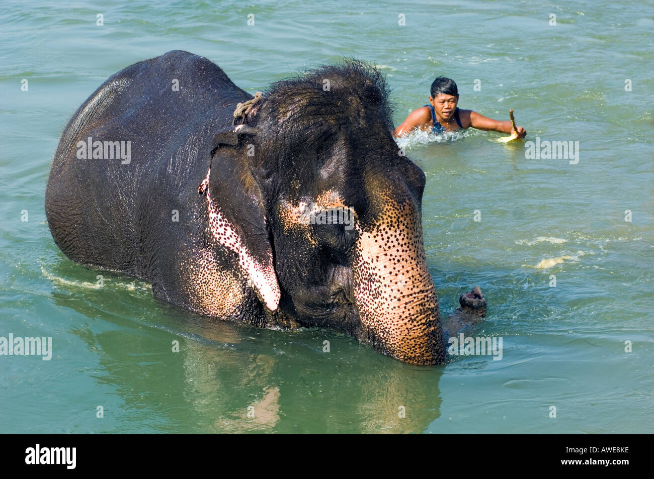 bathing the elefant at at Rapoti River banks Nepal Asia Royal Chitwan National Park nationalpark Stock Photo
