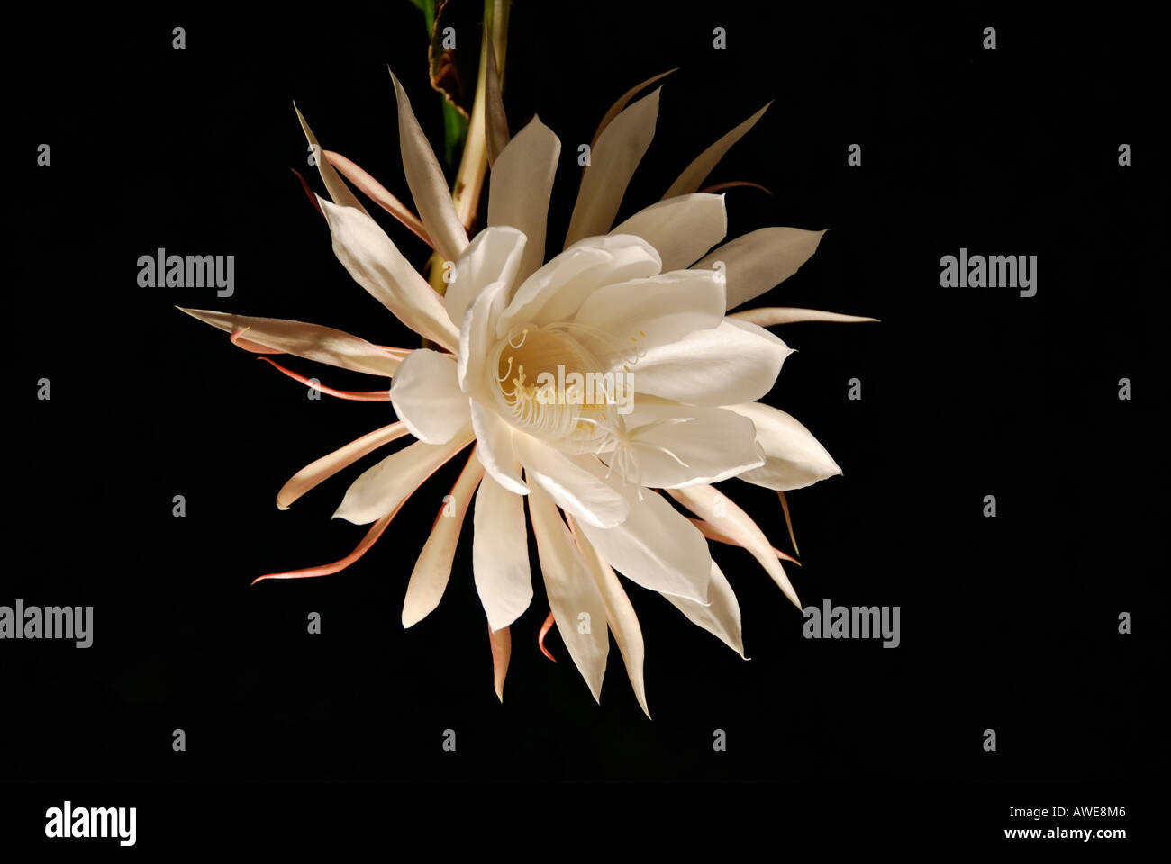 Night blooming cereus in flower hi-res stock photography and images - Alamy