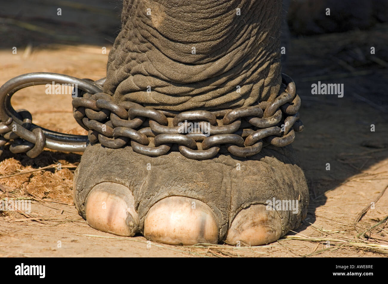 BONDAGE chained up elefant foot at the Elephant Breeding Center Royal Chitwan National Park nationalpark NEPAL Asia Stock Photo
