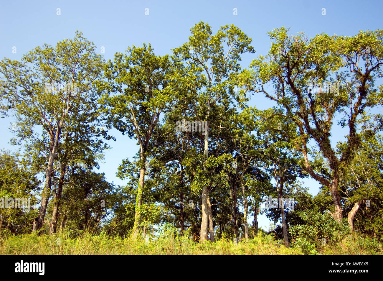 big mammut mammoth tree sequoia sal saltree SHOREA ROBUSTA Terai Stock