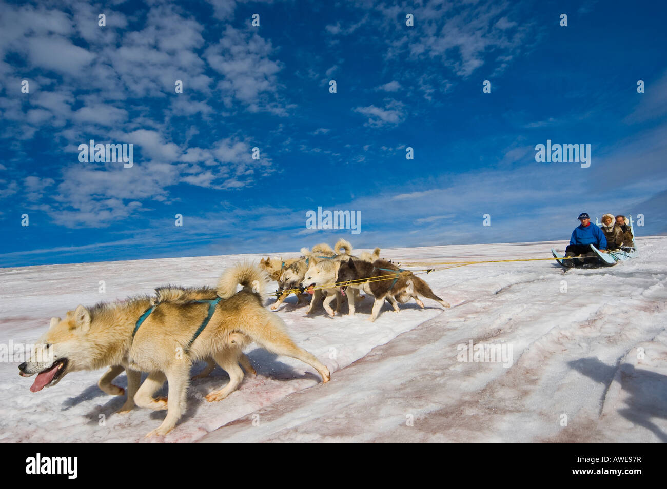 Dog sled team on Disko Island (Qeqertarsuatsiaq), Greenland, North Atlantic Stock Photo