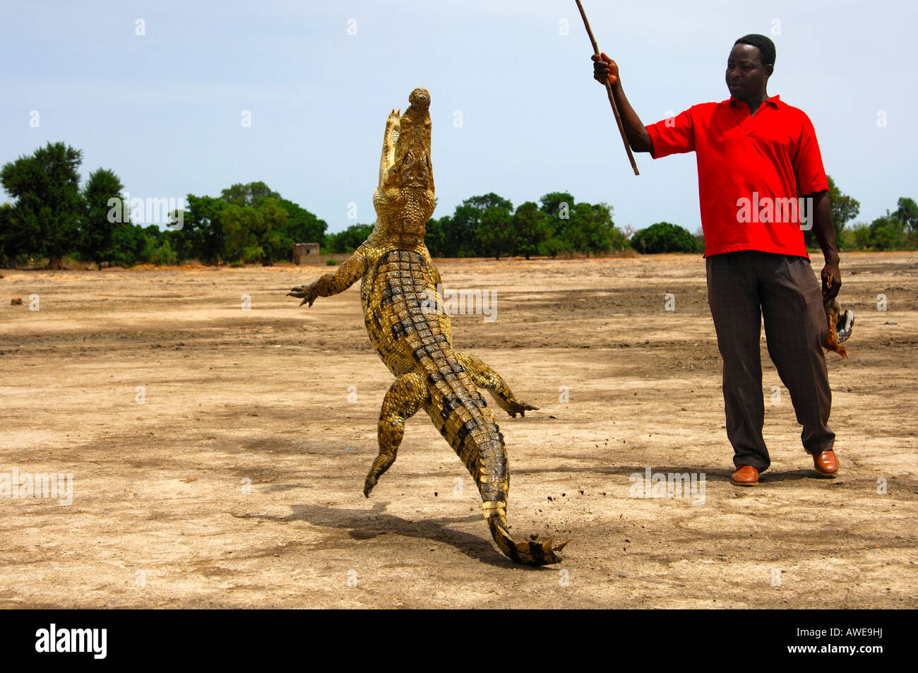Nile crocodiles jumping High Resolution Stock Photography and Images