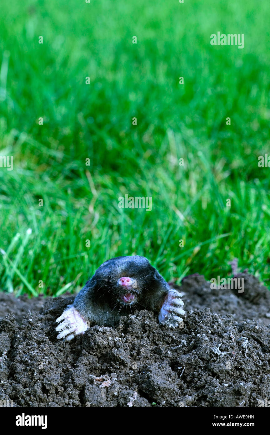 mole black lawn animal portrait field macro small front nose hill ground meadow blind snout backyard hand Stock Photo